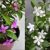 Flowering plants names in india. 1