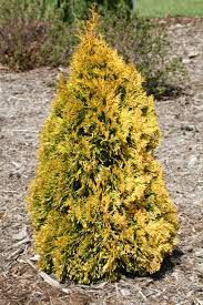 A Likely Alternative For Dwarf Alberta Spruce Filip S Magic Moment Arborvitae Thuja Occidentalis Is A Arborvitae Large Garden Planters Thuja Occidentalis