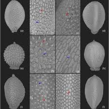 Image result for Lipocarpha rehmannii