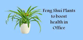 5 Feng Shui Plants That Will Boost Your Productivity At Work Career