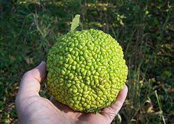 Maybe you would like to learn more about one of these? Maclura Pomifera Wikipedia