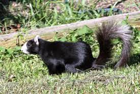 Http 4 Bp Blogspot Com Hdsetwbn810 S Dbruz4qji Aaaaaaaacmq Qdsl22ntusa S1600 Img 5080 Jpg Fox Squirrel Squirrel Black Squirrel