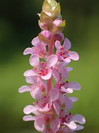 Image result for Rotala juniperina