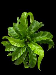 Image result for Asplenium gemmascens