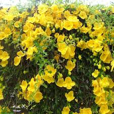 Image result for Dolichandra