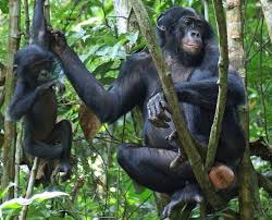 They comfort distressed friends with hugs and other signs of bonobos partner without regard to age, sex, number, or reproductive status. Verwirrender Sexappeal Bei Den Bonobos Wissenschaft De