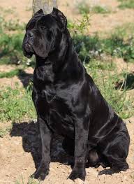 Cane Corso Dog Smart Trainable And Of Noble Bearing The Assertive And Confident Cane Corso Is A Peerless Protector 2020 Kopek Turleri Cane Corso Bekci Kopegi