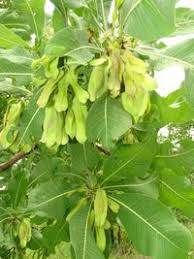 Image result for Terminalia macroptera