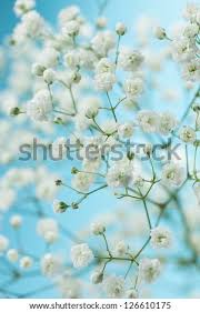 We did not find results for: Gypsophila Baby S Breath Flowers Light Airy Masses Of Small White Flowers Stock Images Page Everypixel