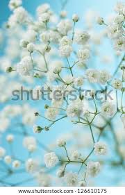 We did not find results for: Gypsophila Baby S Breath Flowers Light Airy Masses Of Small White Flowers Stock Images Page Everypixel