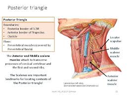 See more ideas about muscle diagram, medical anatomy, muscle anatomy. The Neck Overview Lateral Cervical Region Naomi Alexandra