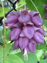 Image result for Cyclocarpa