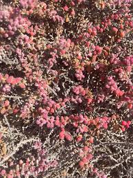 Image result for Suaeda vermiculata