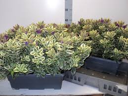 Image result for Hebe 'Andersonii'