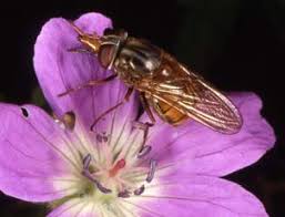Flowers bees like to pollinate. Flies Pollinators On Two Wings The Diptera Site