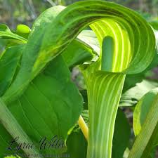 Image result for Araceae