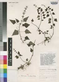 Image result for Pavetta stenosepala