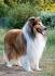 Collie Types - Pets