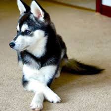 Siberian huskies are popular because of their friendly temperament and easy grooming. 30 Pets Ideas In 2021 Pets Miniature Husky Jellyfish Tank