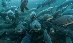 One-third of freshwater fish face extinction and other freshwater fish  facts | Stories | WWF