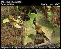 Image result for Gymnosporia matoboensis