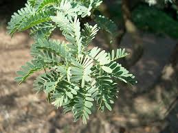 Image result for Acacia eriocarpa
