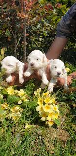 Maltese Terrier Ailenizin Kopegi Cok Tatli Yavrular 245089 Bikopek Com