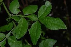 Image result for Citropsis