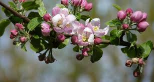 This is a digital design. Arkansas State Flower The Apple Blossom Proflowers Blog