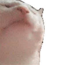 Share the best gifs now >>> pop cat gif meme. Preferred Cat Fandom