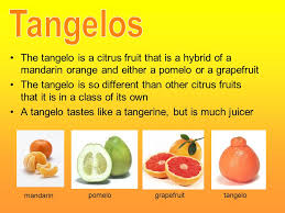 The name is a portmanteau of 'tangerine' and 'pomelo'. The Tangelo Is A Citrus Fruit That Is A Hybrid Of A Mandarin Orange And Either A Pomelo Or A Grapefruit The Tangelo Is So Different Than Other Citrus Ppt Download