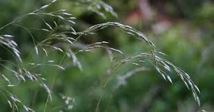 Deschampsia is a genus of plants in the grass family, commonly known as hair grass or tussock grass. Draht Schmiele Deschampsia Flexuosa Beschreibung Steckbrief Systematik