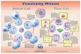 Maybe you would like to learn more about one of these? Difference Between Plant And Animal Mitosis Pdfshare