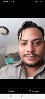 Found green cheeked conure in Denham Springs area