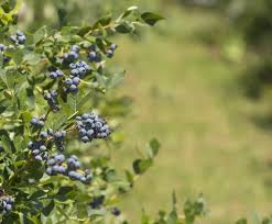 Generally, iron is present but other factors keep it insoluble in the soil. Should I Pinch Off Blueberry Blossoms What Fertilizer Is Best Ask An Expert Oregonlive Com