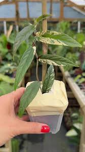 Image result for Fuirena sagittata