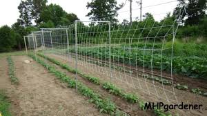 The trellis very successfully supported green beans on one half and cucumbers on the other. Pole Bean Trellis How To Set It Up Youtube