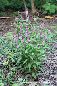 Image result for Celosia argentea