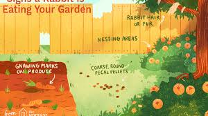The first plant that repels rabbits is sweet alyssum. How To Keep Rabbits Out Of Your Garden