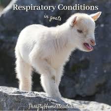 Respiratory Conditions In Goats Goats Goat Farming Goat Care