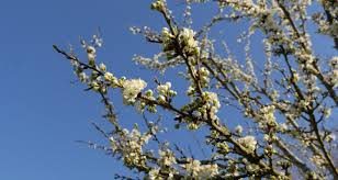 Check spelling or type a new query. Aux Arbres Citoyens Du Monde Zone Franche Lance Une Mini Convention Climat 4 33 Magazine