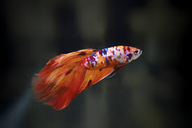 Betta fish fancy nemo koi halfmoon. Nemo Tiger Galaxy Koi Veiltail Vt Male Betta Splendens Album On Imgur