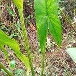 Image result for Lasimorpha