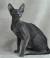 Munchkin Short Haired Oriental Cat