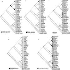 Image result for Laurembergia repens