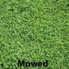 We did not find results for: Miniclover White Clover Seeds For Clover Lawns Clover Lawns Lawn Alternatives Clover Lawn