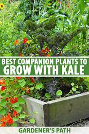May 27, 2021 · learn about companion planting with herbs!here are our favorite culinary herbs for the garden—and the kitchen. The Best Companion Plants To Grow With Kale Gardener S Path