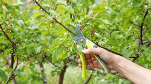 However, pruning can produce better fruit. Benefits Of Pruning Fruit Trees
