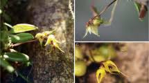 Image result for Bulbophyllum burttii