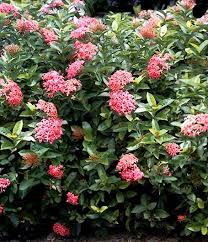 Image result for Ixora narcissodora